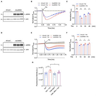 p90RSK-MAGI1 Module Controls Endothelial Permeability by Post-translational Modifications of MAGI1 and Hippo Pathway